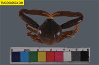 藏品(長螯拳蟹)的圖片